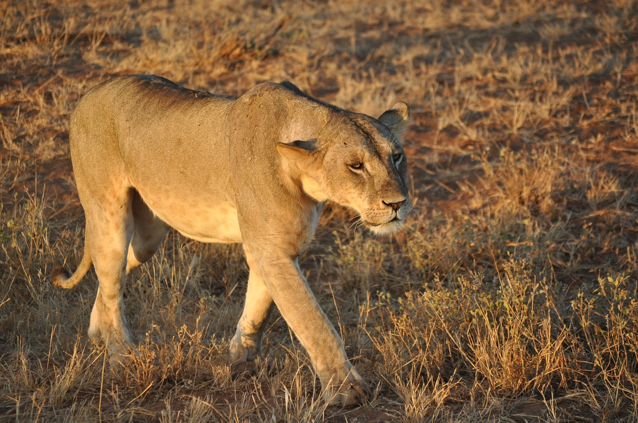 Tsavo East 4