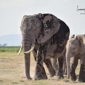 3 DAYS 2 NIGHTS AMBOSELI PRIVATE SAFARI