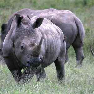 4 DAYS PRIVATE SAFARI TO LAKE NAKURU AND MASAI MARA.