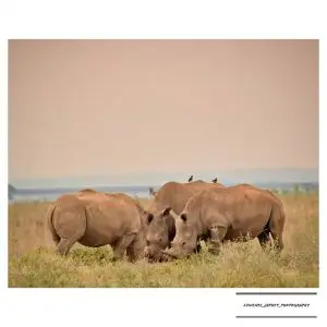 Best of Nairobi Day tour