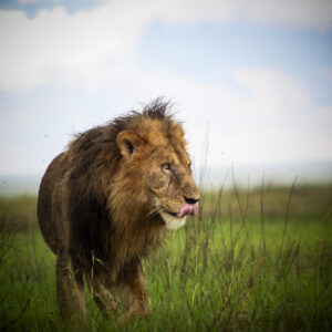 5 DAYS, 4 NIGHTS KENYA BIG FIVE SAFARI