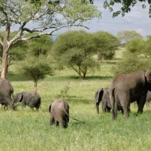 6 DAYS WILDLIFE QUEEN ELIZABETH & GORILLA TREKKING SAFARI