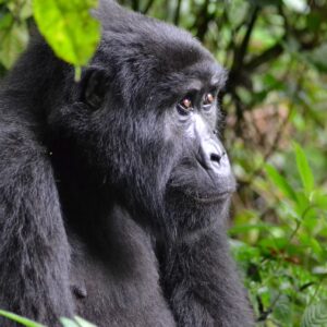 4 DAYS FLYING GORILLA TREKKING SAFARI IN UGANDA